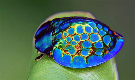 6 Extremely Beautiful Beetles (With Photos) - Owlcation