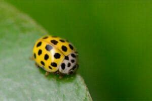 A Ladybug A Ladybug? – Top Facts About Ladybugs - Cool Wood Wildlife Park