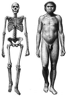 Homo erectus - Wikipedia