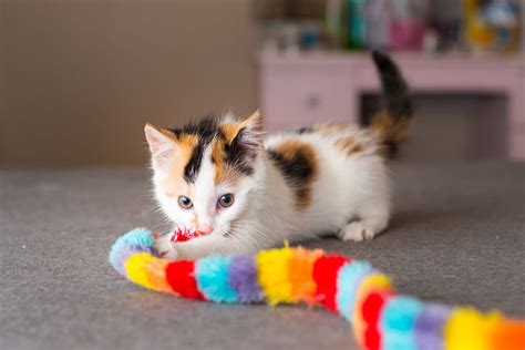 The Best Kitten Teething Toys: Our Top Picks Reviewed - Veterinarians.org