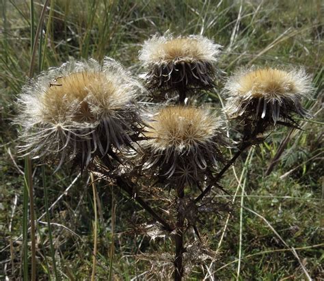 Carlina vulgaris (Carline Thistle) - Hugh Knott