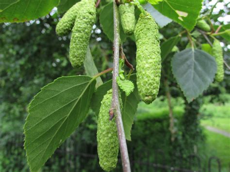 Silver Birch, Betula pendula