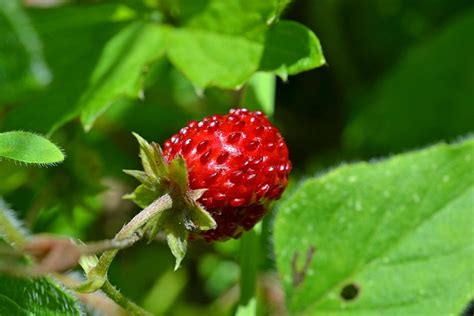 Wild Strawberry Bio - Free photo on Pixabay