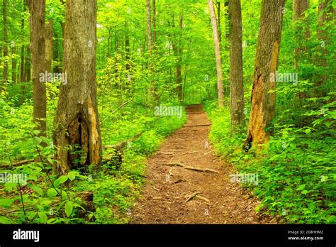 Hiking trail, McCormick's Creek State Park, Indiana Stock Photo - Alamy