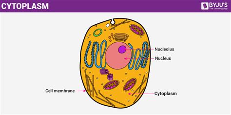 Cytoplasm - The Structure and Function of Cell's Cytoplasm