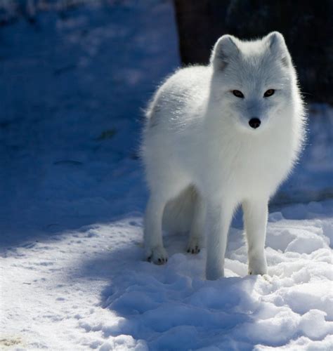 Mammals - Arctic Tundra: The Cold Desert