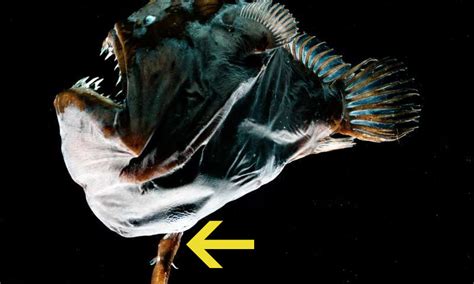 Anglerfish Physically Fuse to Their Mates, And We Finally Know How That's Possible : ScienceAlert