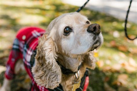 8 Useful Tips For Grooming Your Cocker Spaniel | PawTracks