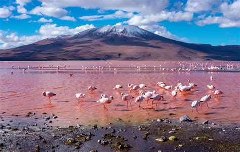 Laguna Colorada, Bolivia: Everything You Need To Know Before Visiting ...