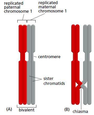 Chiasma crossing over. [Biologie Cellulaire] Différence crossing. 2022-10-31