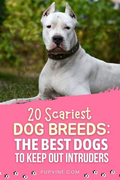 20 Scariest Dog Breeds The Best Dogs To Keep Out Intruders in 2022 ...