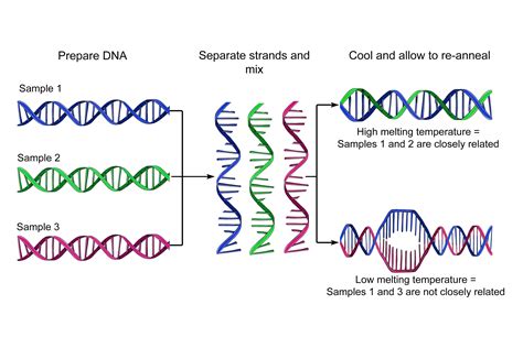 Detailed diagram and mnemonic of DNA hybridisation