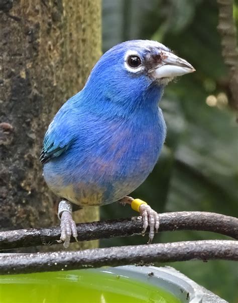 Free Images : vertebrate, beak, indigo bunting, jay, cobalt blue, perching bird, painted bunting ...