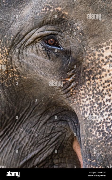 Elephant eye close up Stock Photo - Alamy