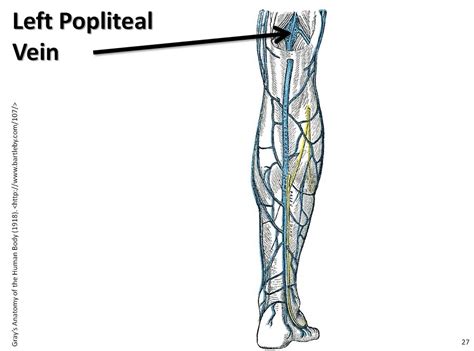 Left popliteal vein - The Anatomy of the Veins Visual Guid… | Flickr