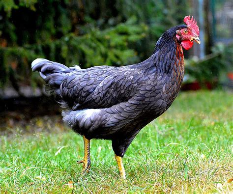 HD wallpaper: black chicken on green grass at daytime, Comb, Animal World, Bird | Wallpaper Flare