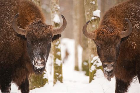 European bison | Wild Wonders of Europe