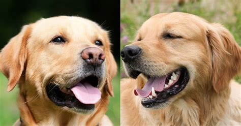 Golden Retriever vs. Labrador Retriever: 16 Differences To Help You Choose – Golden Hearts