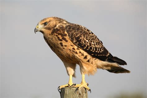 Hawks In Maryland: 9 Hawk Species Spotted In Little America