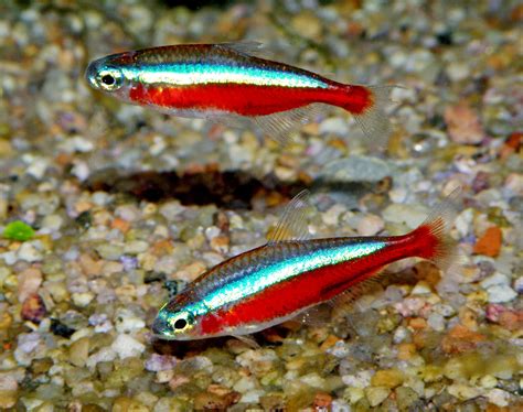 Cardinal Tetras large – World Wide Fish & Pets!