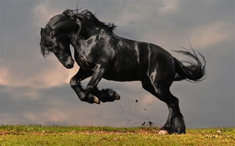 Black Horses Wallpapers - Wallpaper Cave