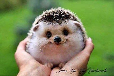 Cute Baby Hedgehog Smiling! | Cute animals, Pets, Animals beautiful