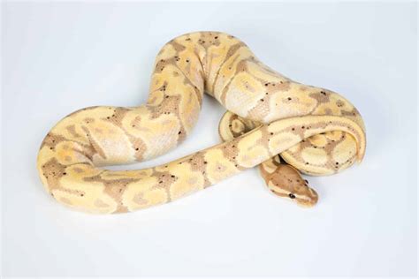 Ball Python Morphs: A Complete List with Pictures - Embora Pets