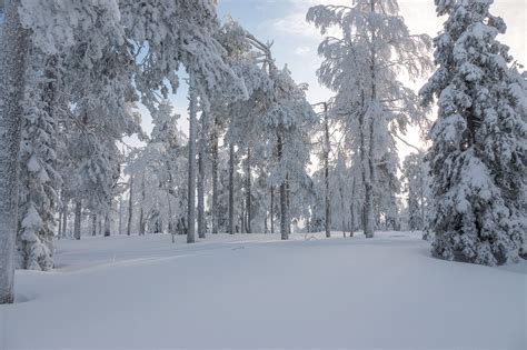 Winter Snow Finland - Free photo on Pixabay - Pixabay