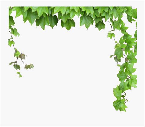 Transparent Leafy Vine Clipart - Green Vines Png , Free Transparent Clipart - ClipartKey