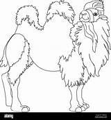 Bactrian Camel Coloring Page sketch template