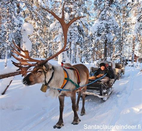 33 best images about Reindeer in Lapland on Pinterest | Reindeer, Natal and The road