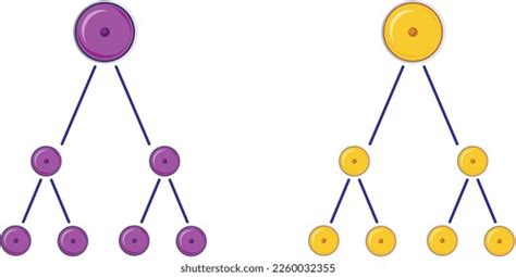 Biology Cell Cell Division Examples Mitosis Stock Vector (Royalty Free) 2260032355 | Shutterstock