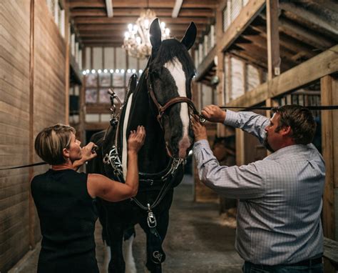 Clydesdales Up Close - Ocala Style Magazine