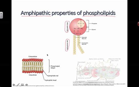 Amphipathic Properties of Phospholipids (2016) IB Biology - YouTube