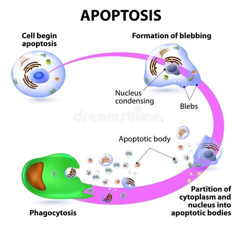 Apoptosis Stock Vector - Image: 45763884