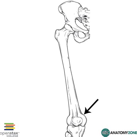 Adductor Tubercle - AnatomyZone