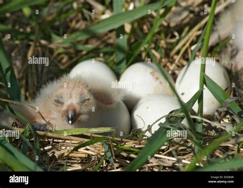 Owl eggs hi-res stock photography and images - Alamy