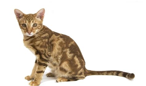 Ocicat: Cat Food and a Description of the Breed