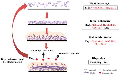 Candida Albicans Biofilm Formation Pathway – Beinyu.com