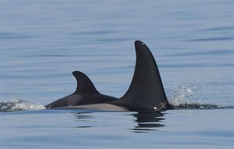 Orca who carried dead calf gives birth to healthy calf | Classic Rock ...