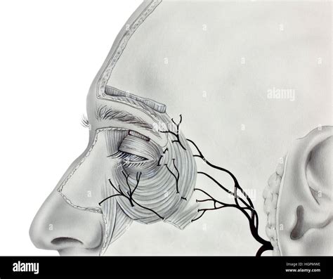 Muscles and Nerves near the Human Eye, showing the orbicularis muscle, levator palpebrae ...