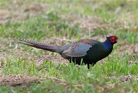 Japanese Green Pheasant, male, Phasianus versicolor | Flickr - Photo ...