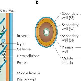 Structure of the wood cell wall. a Structure of a wood cell wall made... | Download Scientific ...