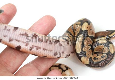 Human Hand Holding Snake On White Stock Photo 391882978 | Shutterstock