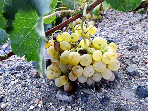 Santorini Wine Lover Tour. Explore, Discover, Experience the terroir-driven wines of Santorini ...