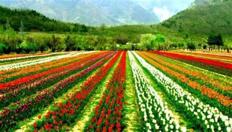 Floriculture Services, Floriculture Job Work in India