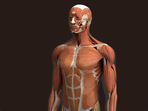 addomesticare Caricato Regolabile 3d muscular body Iniezione Obbedienza ...