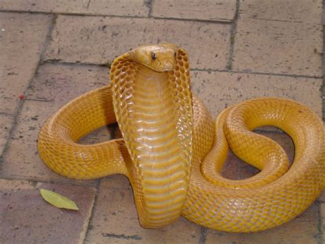 Cape Cobra Facts and Pictures | Reptile Fact