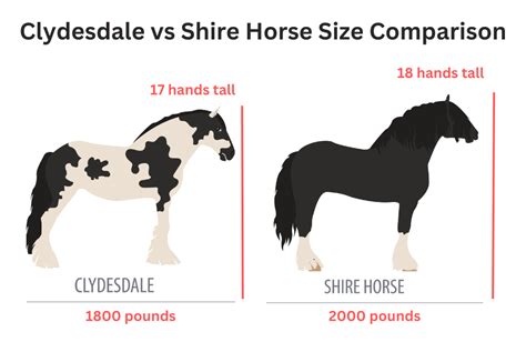 Horses Size Comparison | NBKomputer