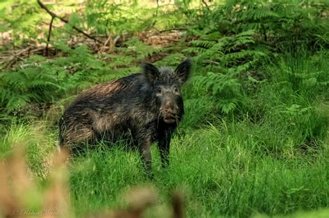 Forest of Dean Wildlife & Nature Diary: June Wildlife